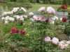 img0066.jpg
