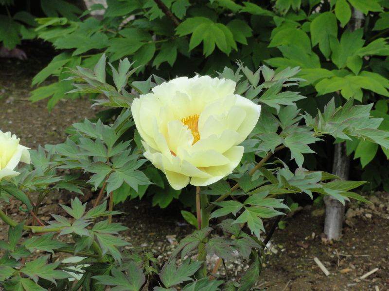 img0036.jpg