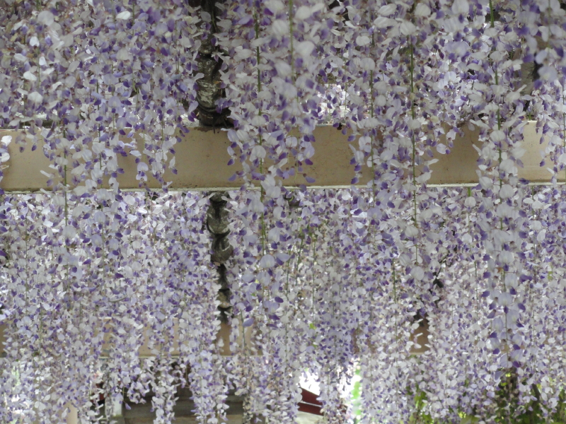 img0050.jpg