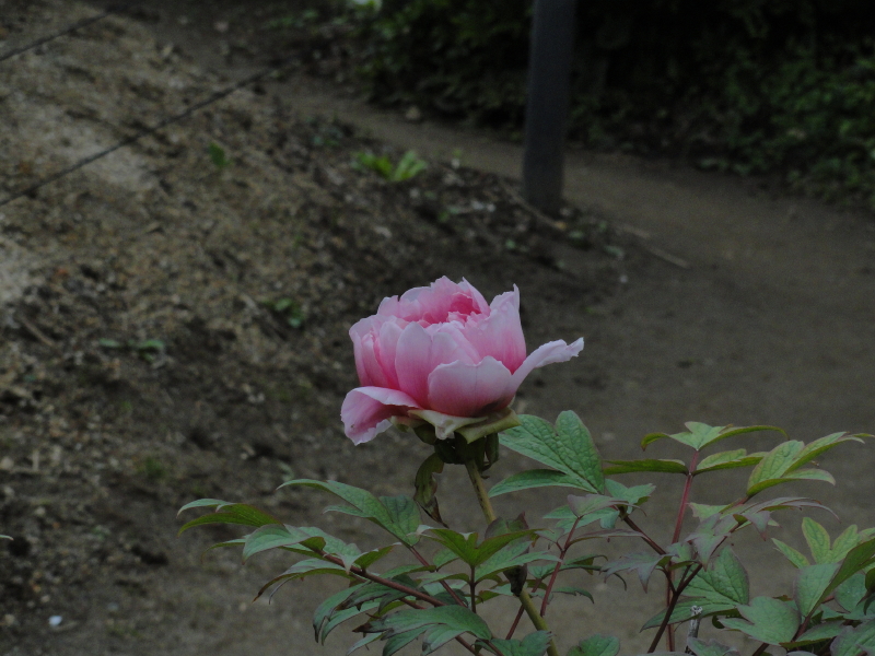 img0052.jpg