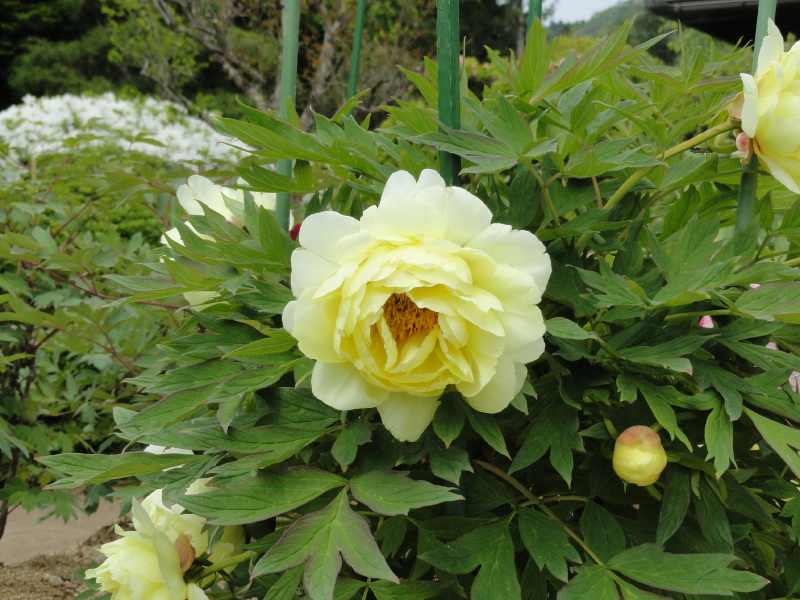 img0054.jpg