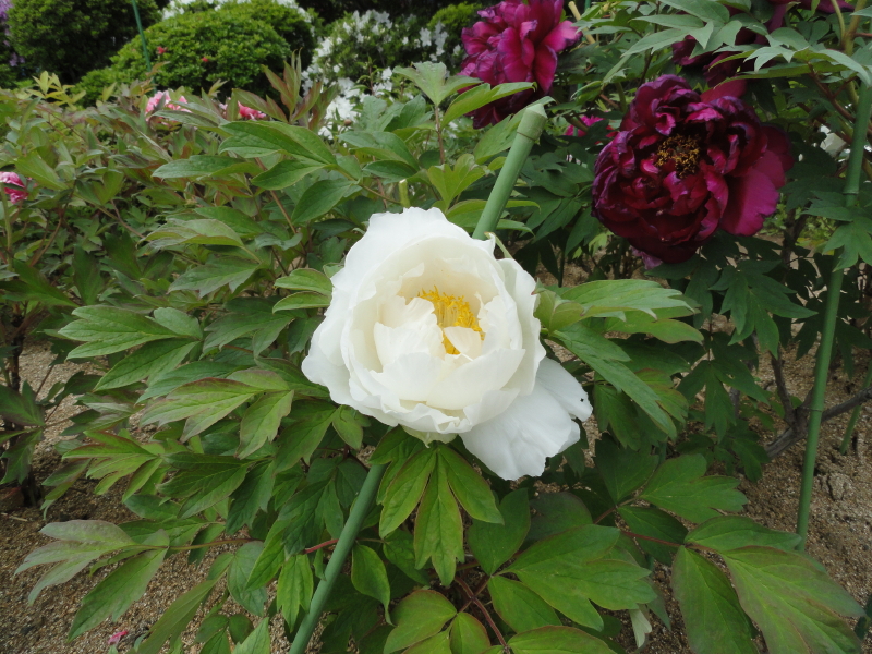 img0055.jpg