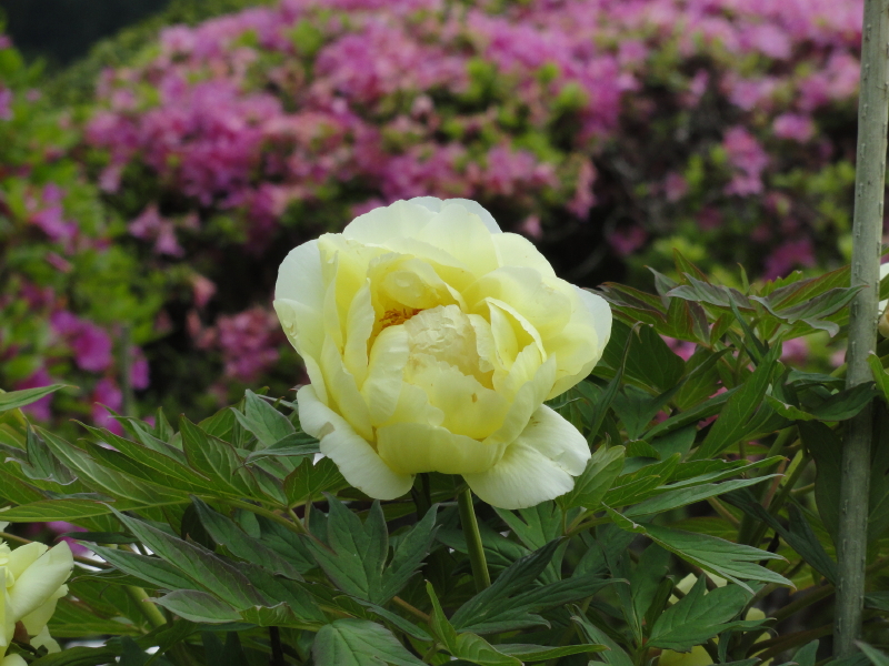 img0064.jpg