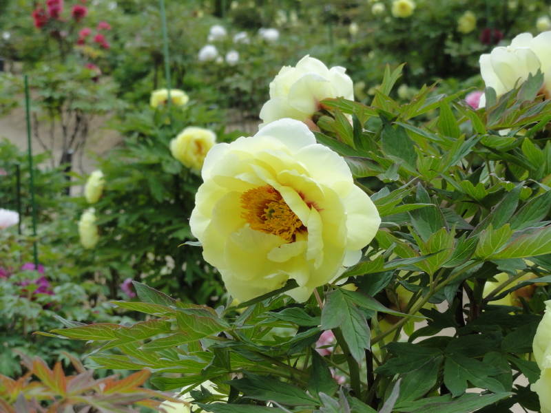 img0065.jpg