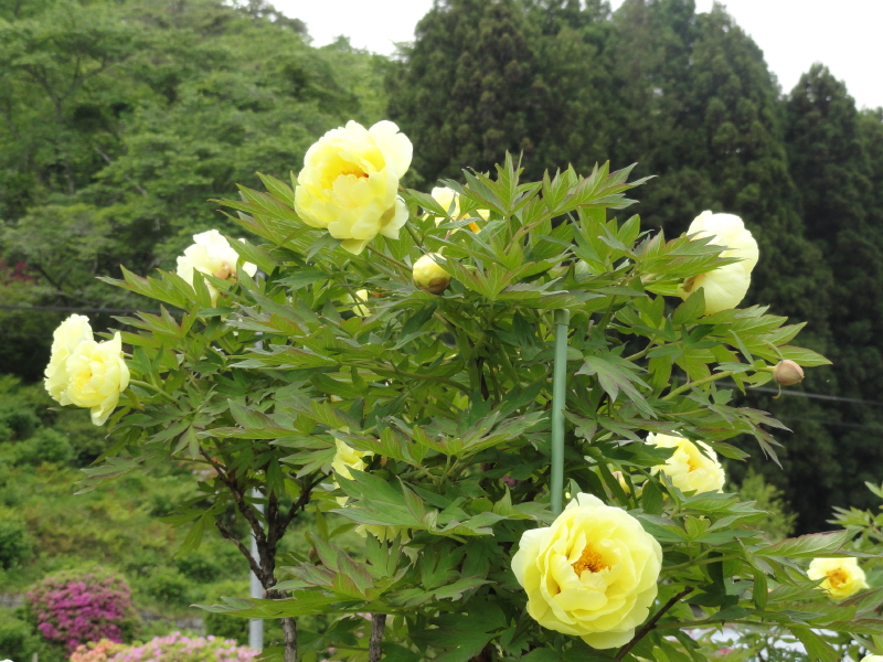 img0075.jpg