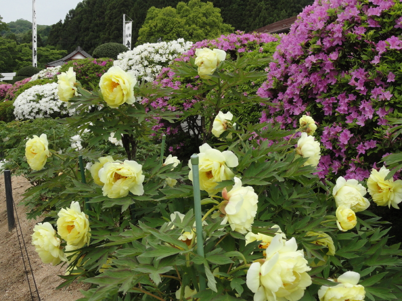 img0079.jpg