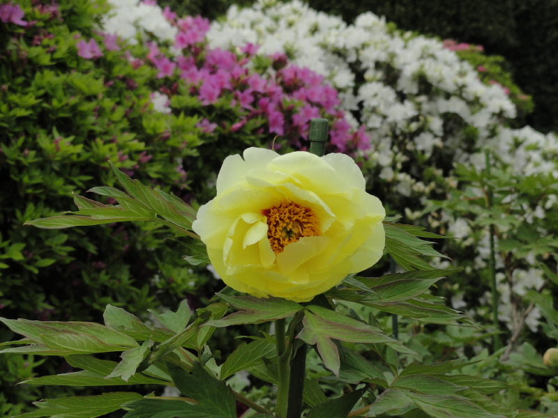 img0086.jpg