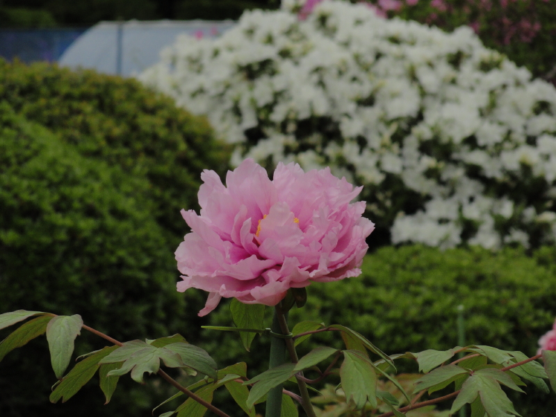 img0087.jpg