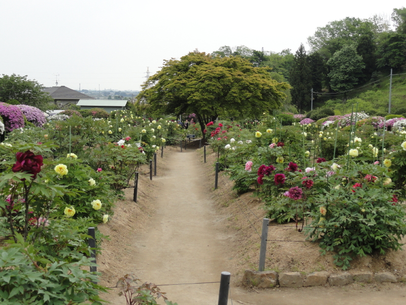 img0091.jpg