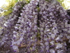 img0033.jpg