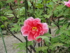 img0035.jpg