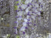 img0040.jpg