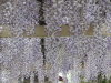 img0050.jpg