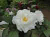 img0056.jpg