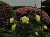 img0063.jpg