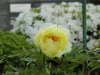 img0069.jpg