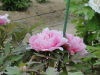 img0083.jpg
