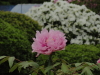 img0087.jpg