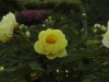 img0090.jpg