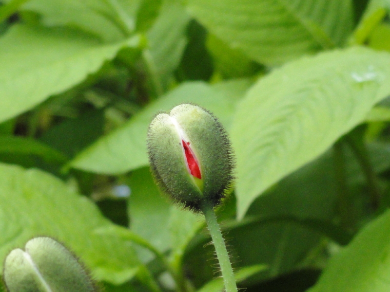 img0004.jpg
