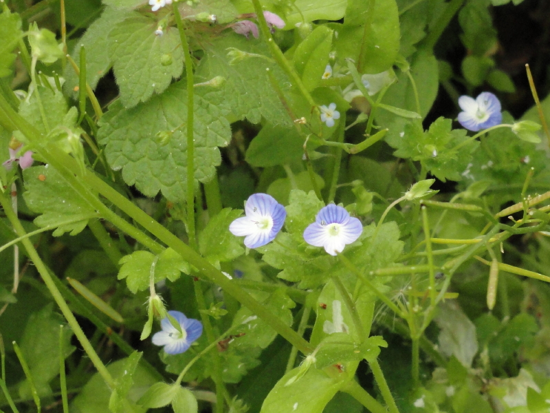 img0020.jpg