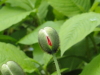 img0004.jpg