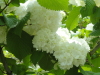 img0010.jpg