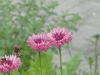 img0036.jpg