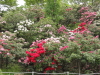 img0038.jpg