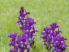 img0043.jpg