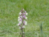 img0044.jpg