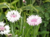 img0057.jpg