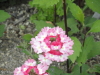 img0060.jpg