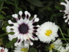 img0073.jpg