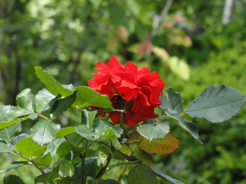 img0048.jpg