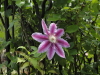 img0020.jpg