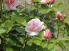 img0032.jpg