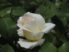 img0039.jpg