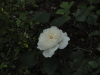 img0066.jpg