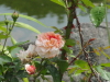 img0097.jpg
