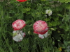 img0111.jpg