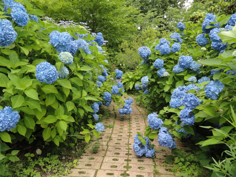 img0036.jpg