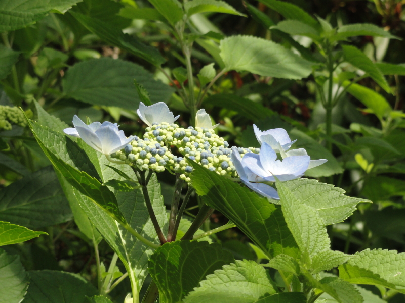 img0040.jpg