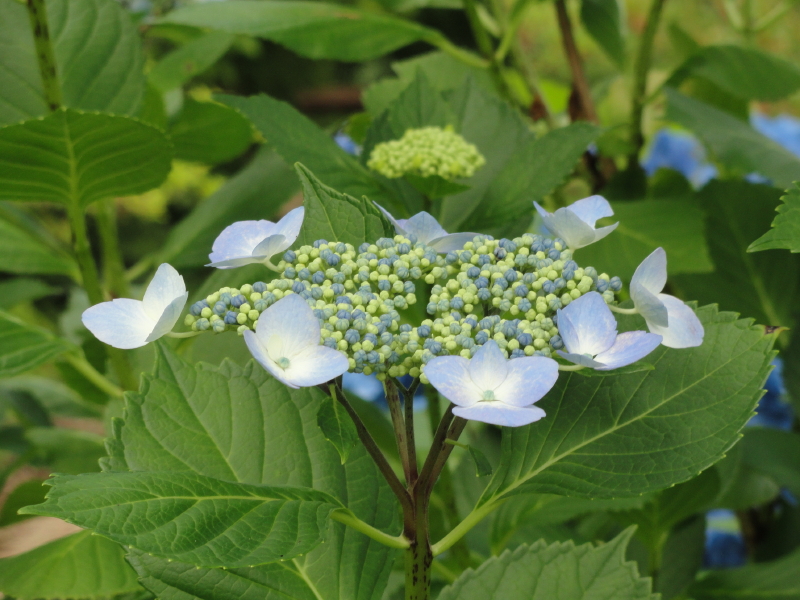 img0043.jpg