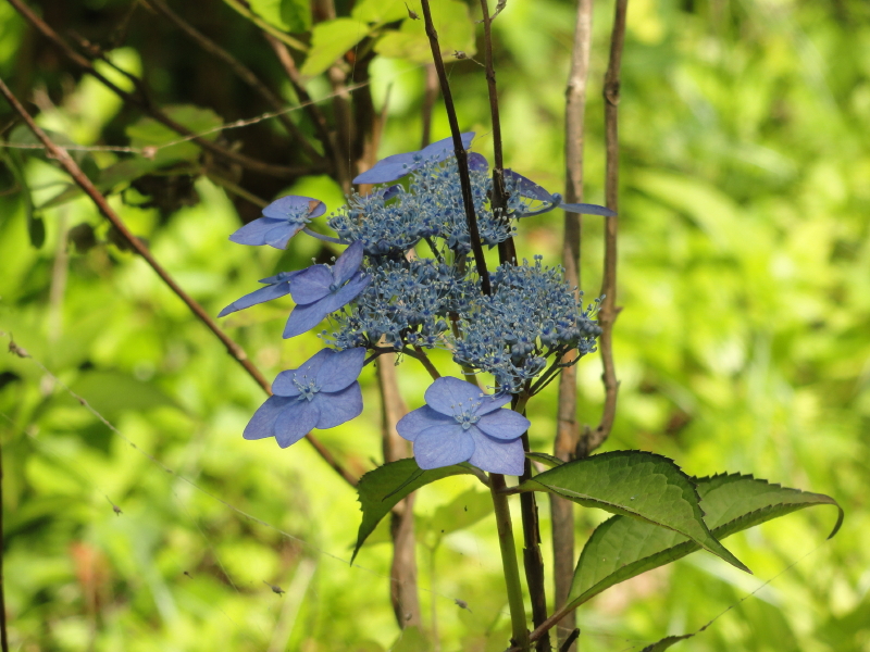 img0068.jpg