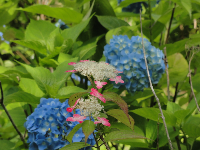 img0077.jpg