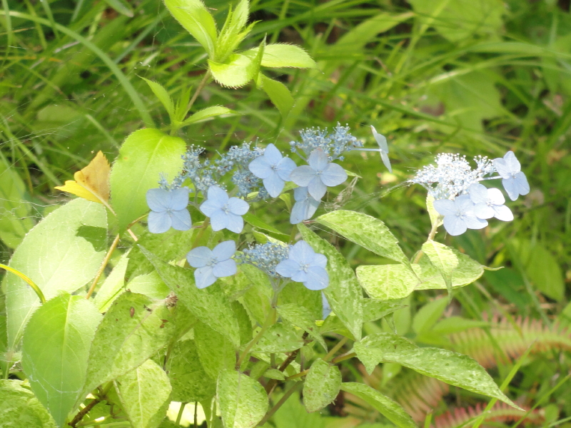 img0081.jpg