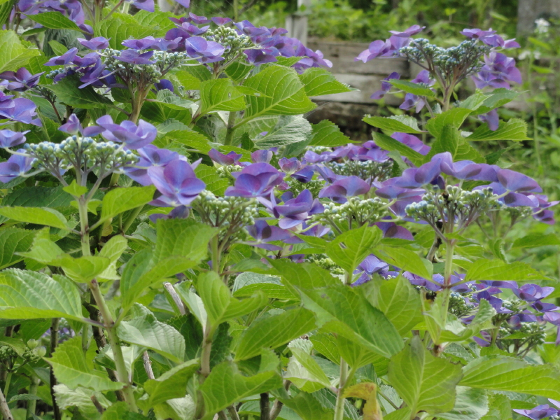 img0094.jpg