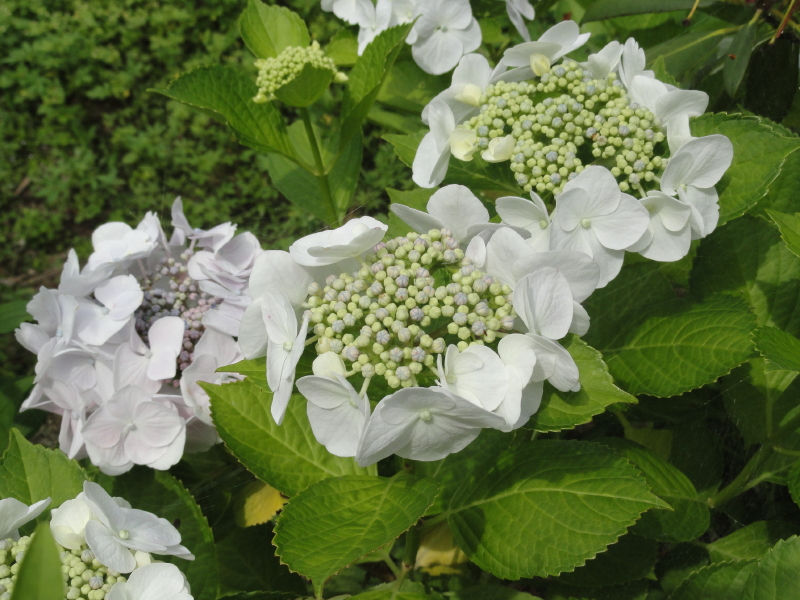 img0189.jpg