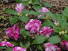 img0010.jpg